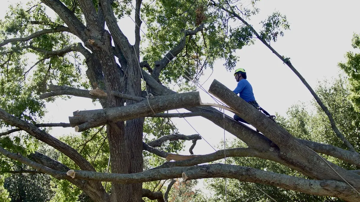 Professional Crown Thinning performed by certified arborists in Kents Store